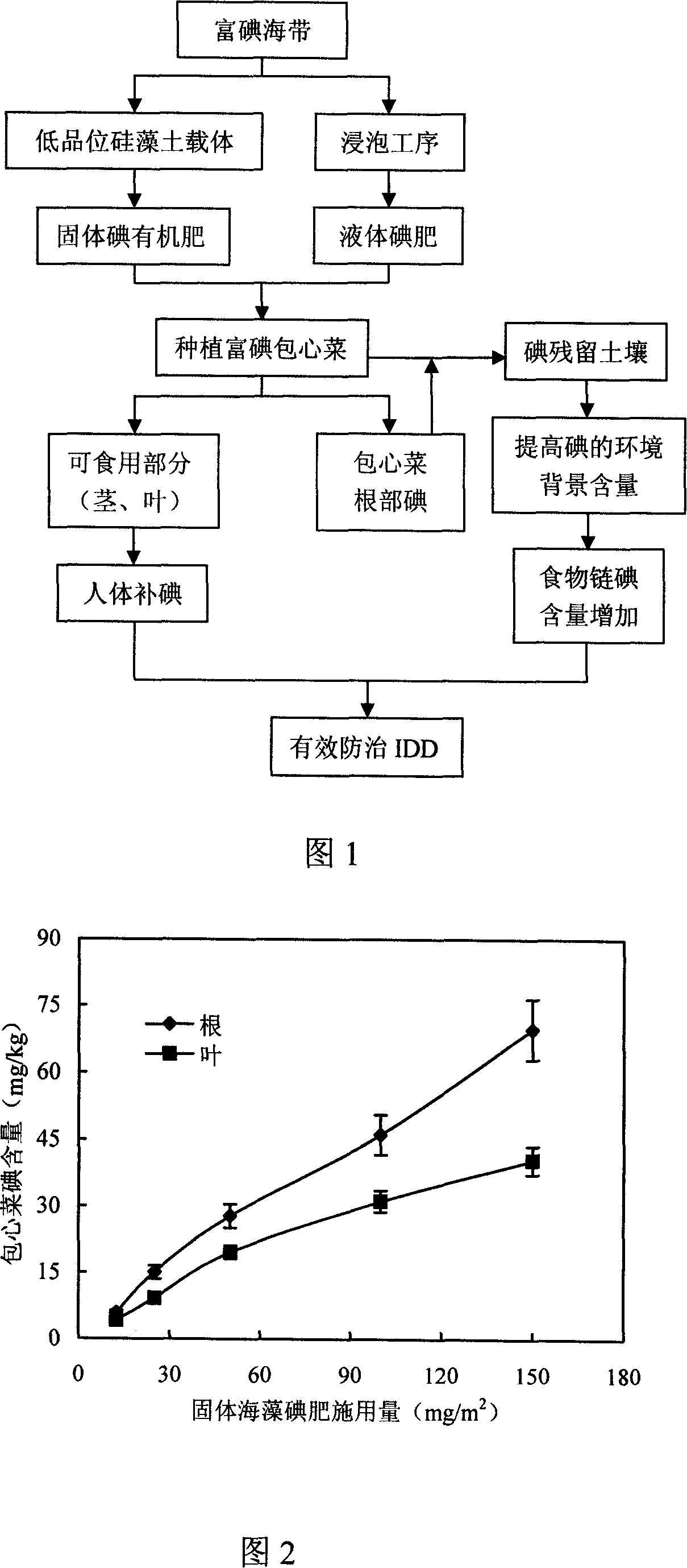 Planting method of iodine-enriched cabbage