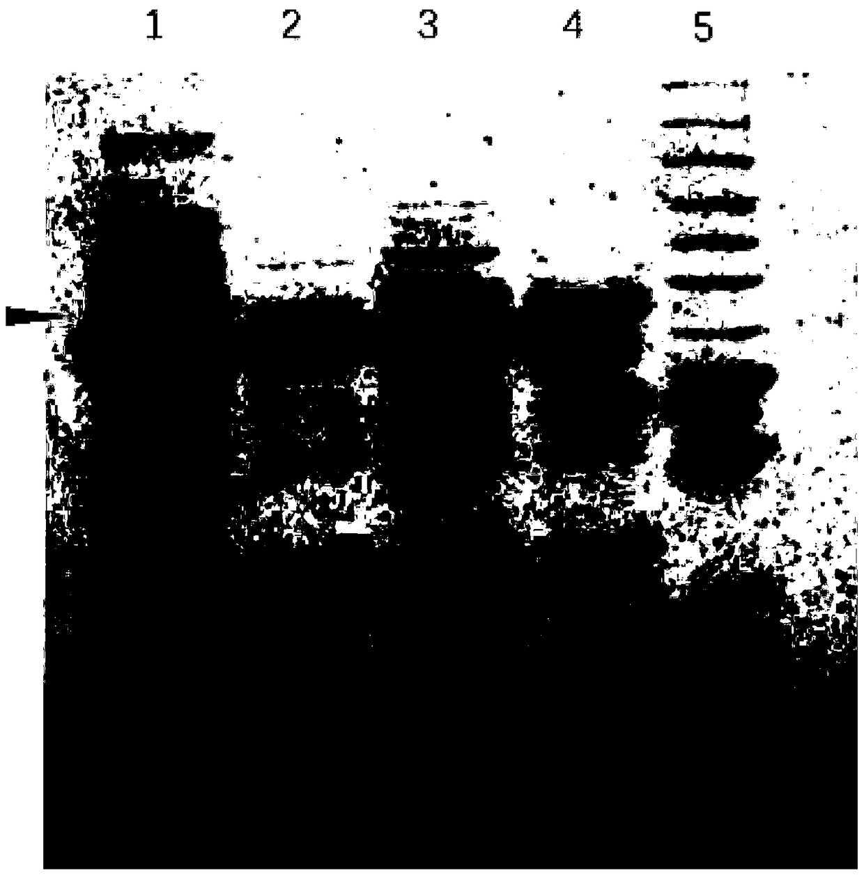 Method for performing one-step purification and immobilization on alpha-amino acid fatty acyl transferase