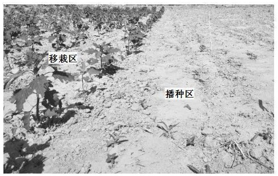 A cultivation method suitable for autumn sowing and spring transplanting of quinoa in coastal saline-alkali land