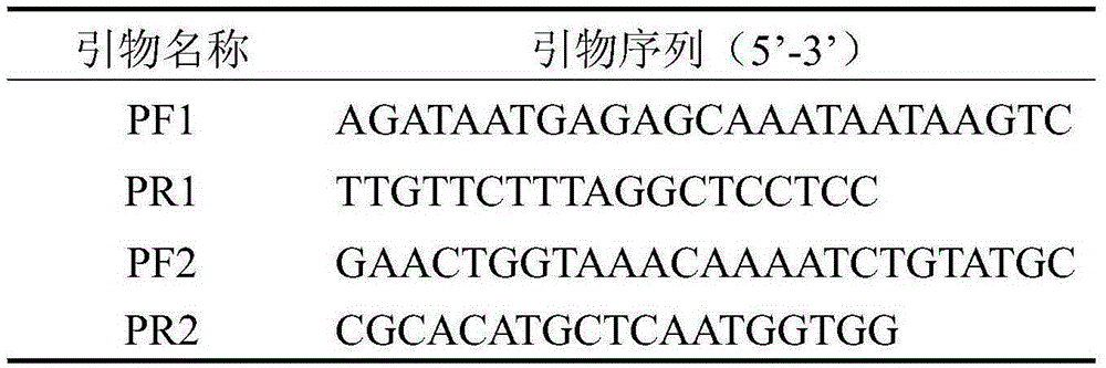 Promoter regulating expression of genes in non-secreted glandular hair and application of promoter