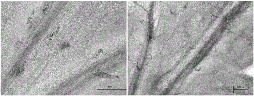 Promoter regulating expression of genes in non-secreted glandular hair and application of promoter