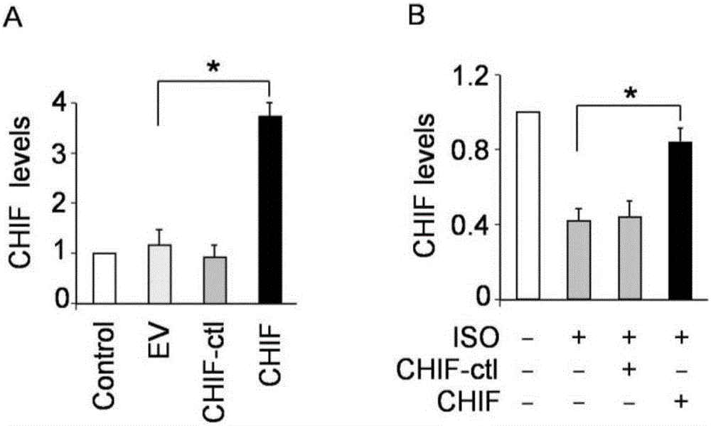 CircRNA CHIF nucleotide and pharmaceutical composition comprising such nucleotide and application thereof