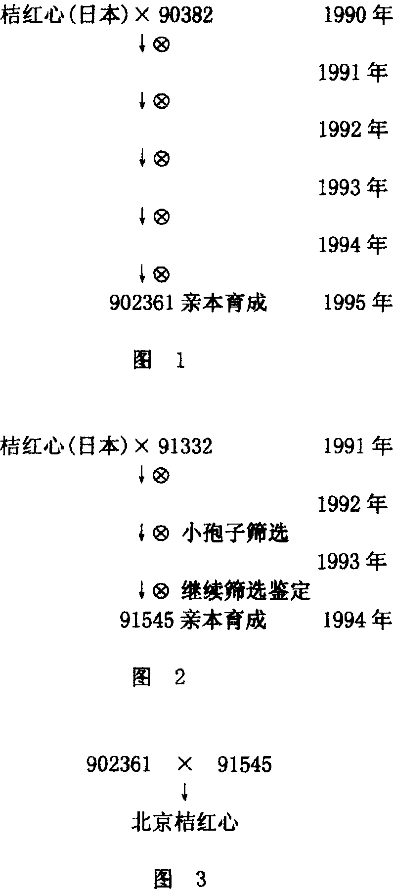 Breeding method for Chinese cabbage of reddish orange core