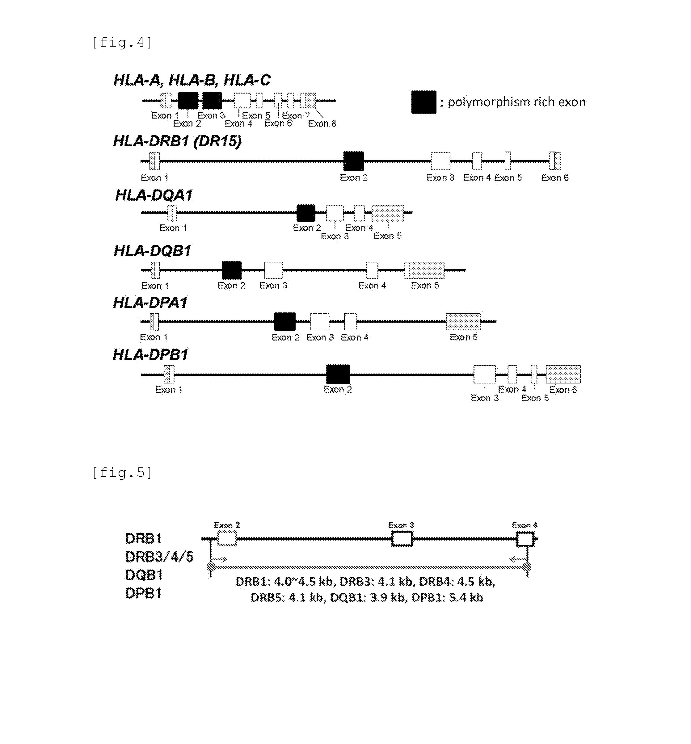 Simple Method and Kit for DNA Typing of HLA Genes by High-Throughput Massively Parallel Sequencer