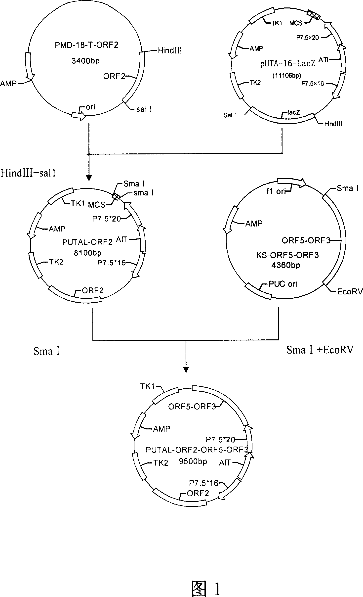 PRRSV and PCV-2bivalent recombinant fowl pox virus disease live vector vaccines