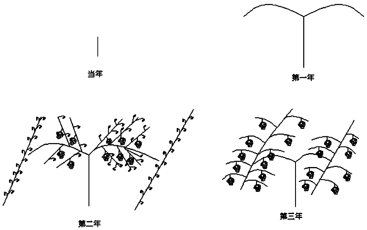 A stable yield cultivation method for the transformation of densely planted vineyards and sparsely planted