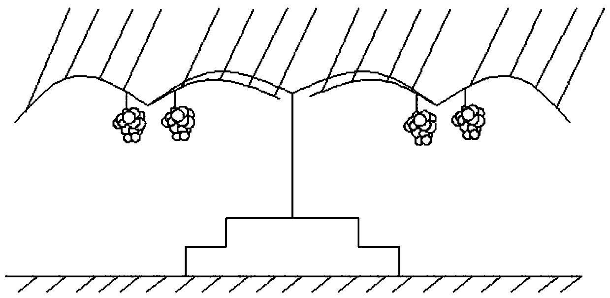 A stable yield cultivation method for the transformation of densely planted vineyards and sparsely planted