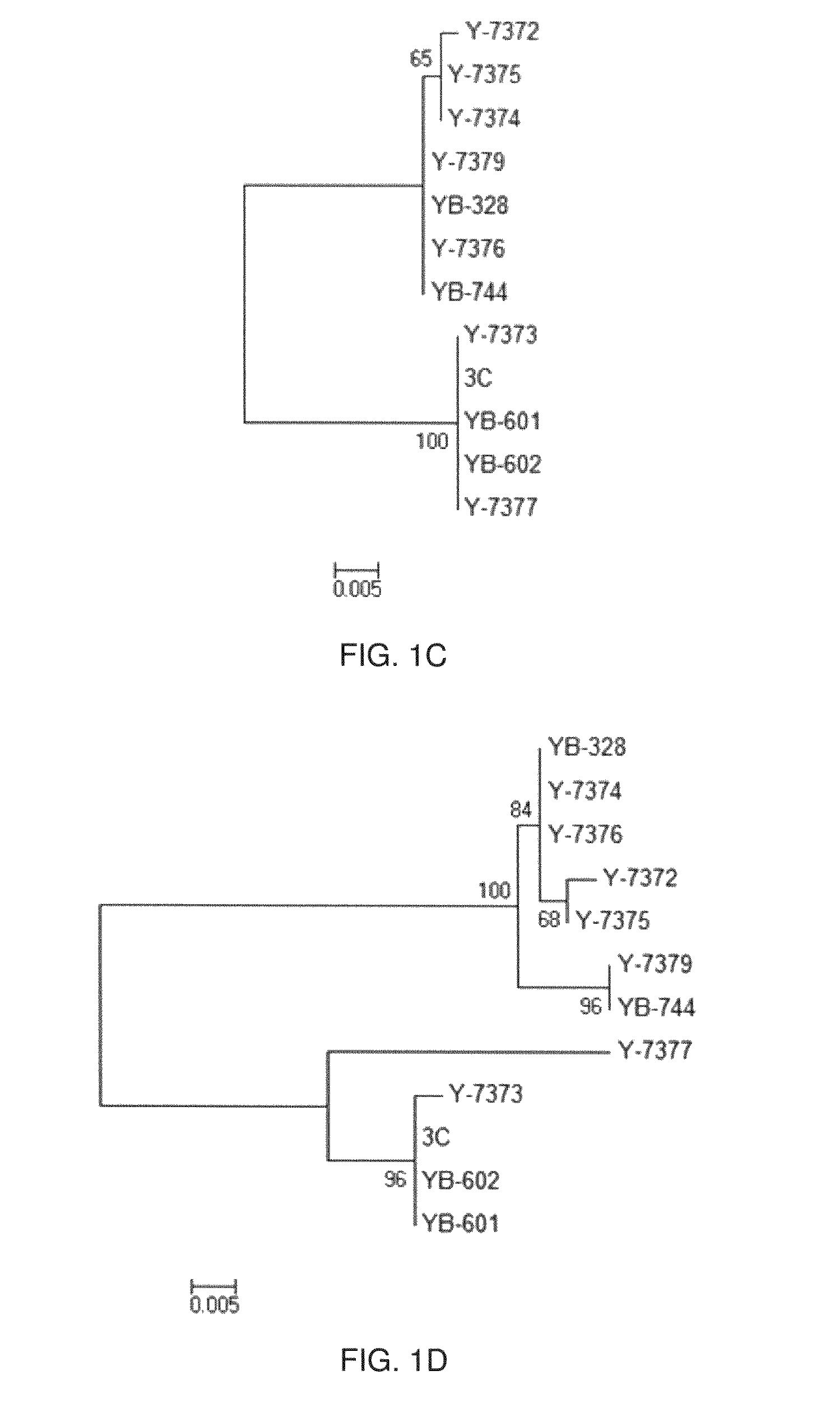 Methods for Using Cryptococcus Flavescens Strains for Biological Control of Fusarium Head Blight