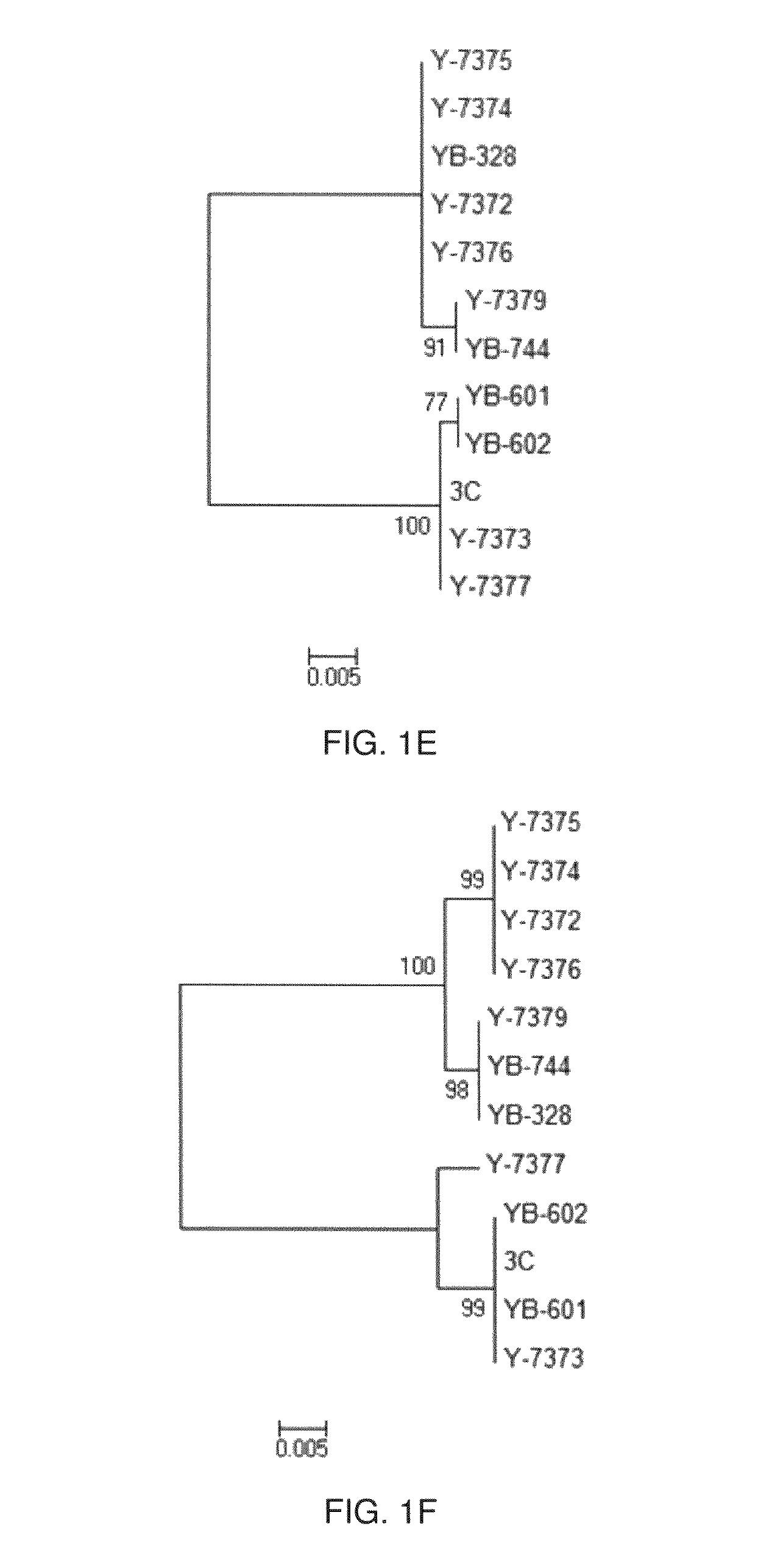 Methods for Using Cryptococcus Flavescens Strains for Biological Control of Fusarium Head Blight