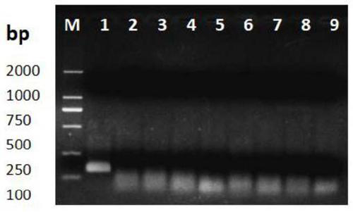 Method for quickly detecting rice bakanae pathogen F.fujikuroi based on RPA