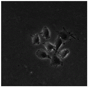 Channelrhodopsin-2 (ChR2)-green fluorescence protein (GFP) gene engineered nerve stem cell line and construction method thereof