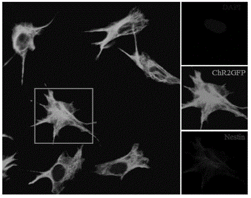 Channelrhodopsin-2 (ChR2)-green fluorescence protein (GFP) gene engineered nerve stem cell line and construction method thereof