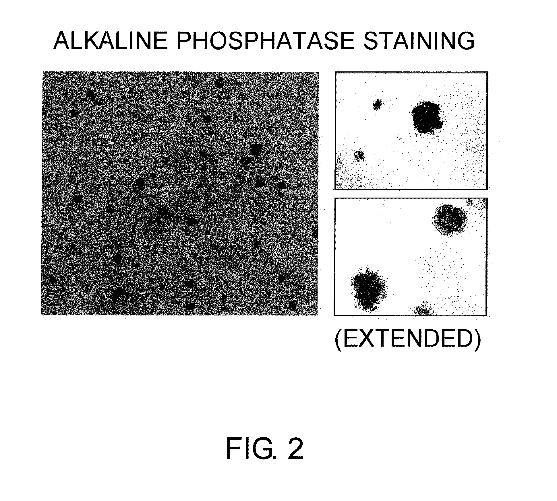 Method for production of reprogrammed cell using chromosomally unintegrated virus vector