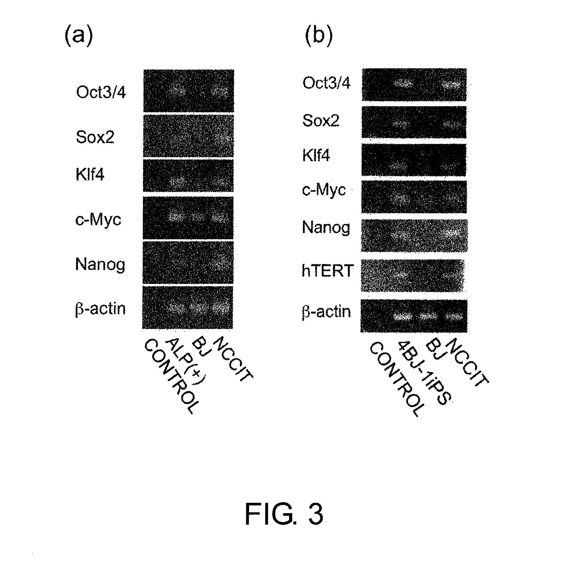 Method for production of reprogrammed cell using chromosomally unintegrated virus vector