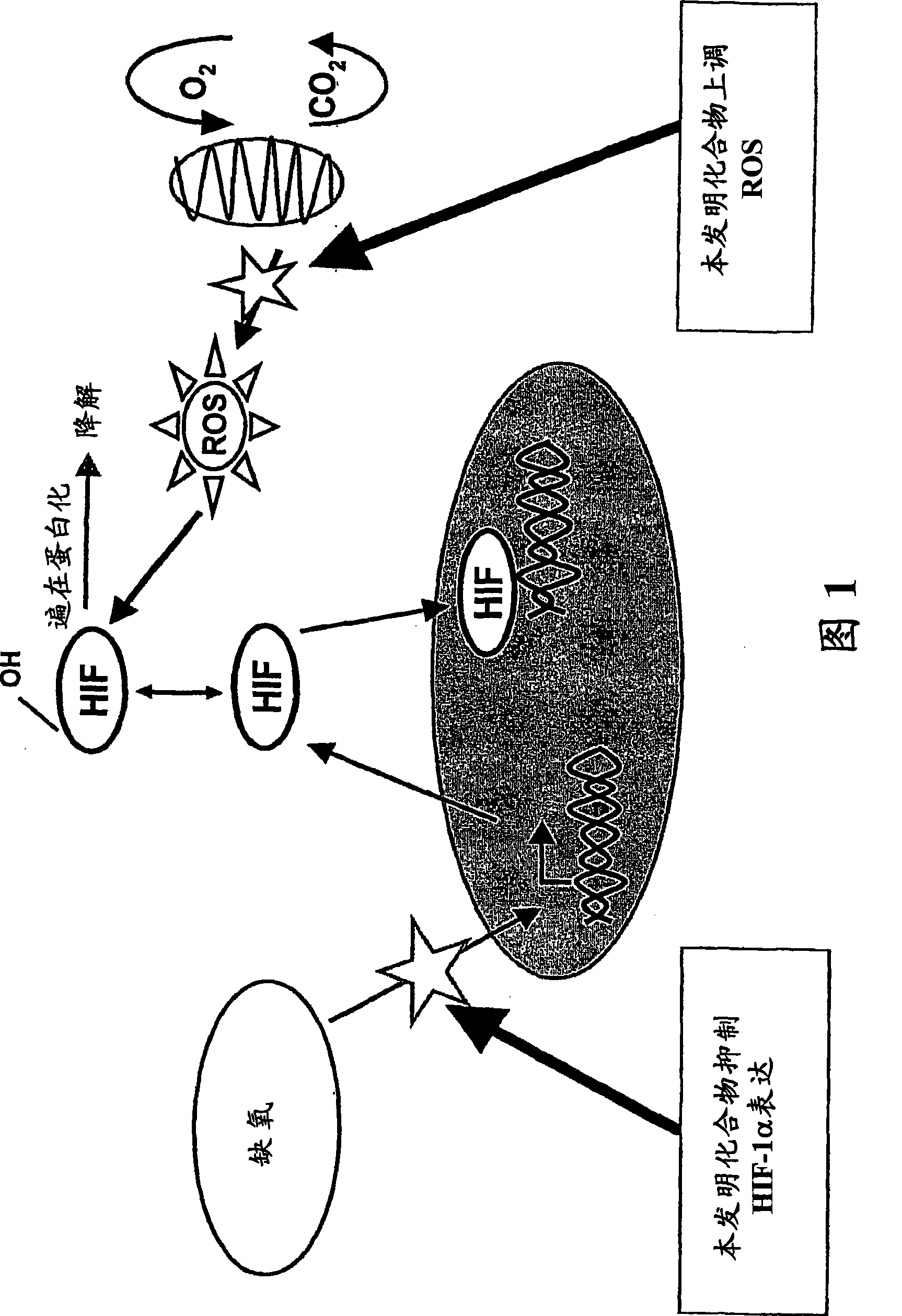 Modulators of hypoxia inducible factor-1 and related uses