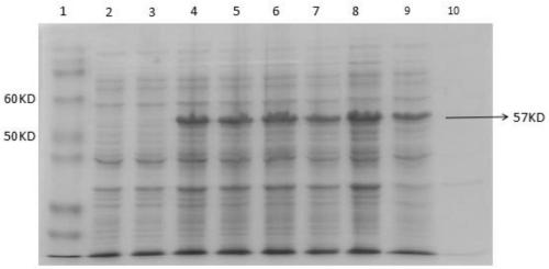 Kit for detecting avian onfectious synovitis antibody and preparation method