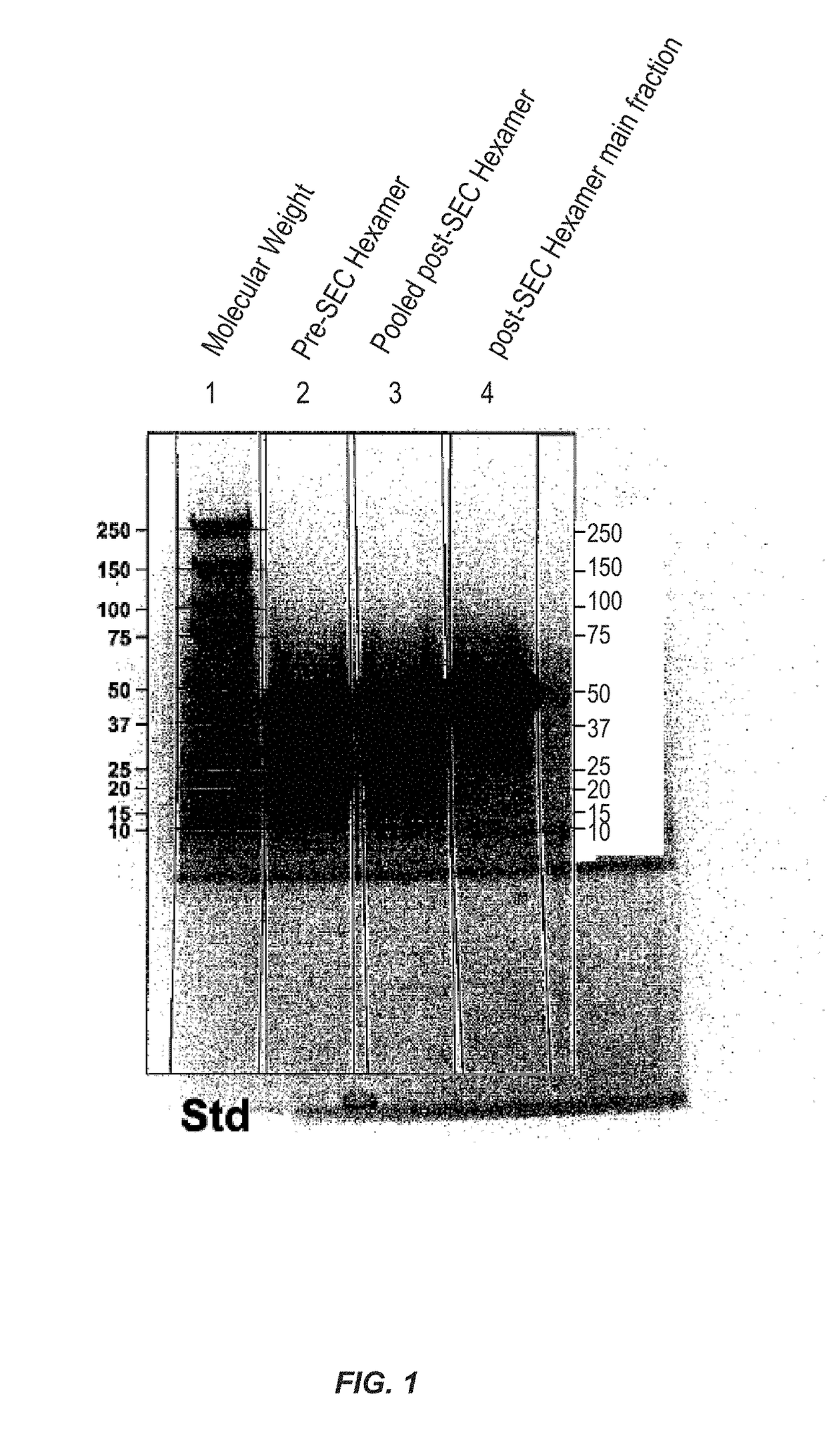 Recombinant deamidated gliadin antigen