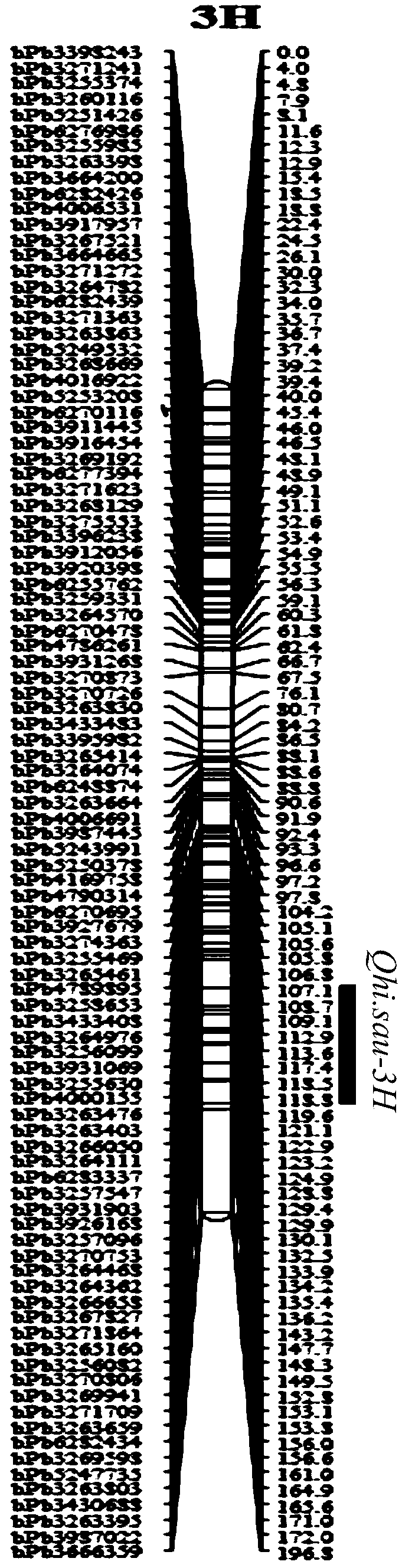 Molecular marker for increasing barley harvest index QTL site under low phosphor condition and application thereof