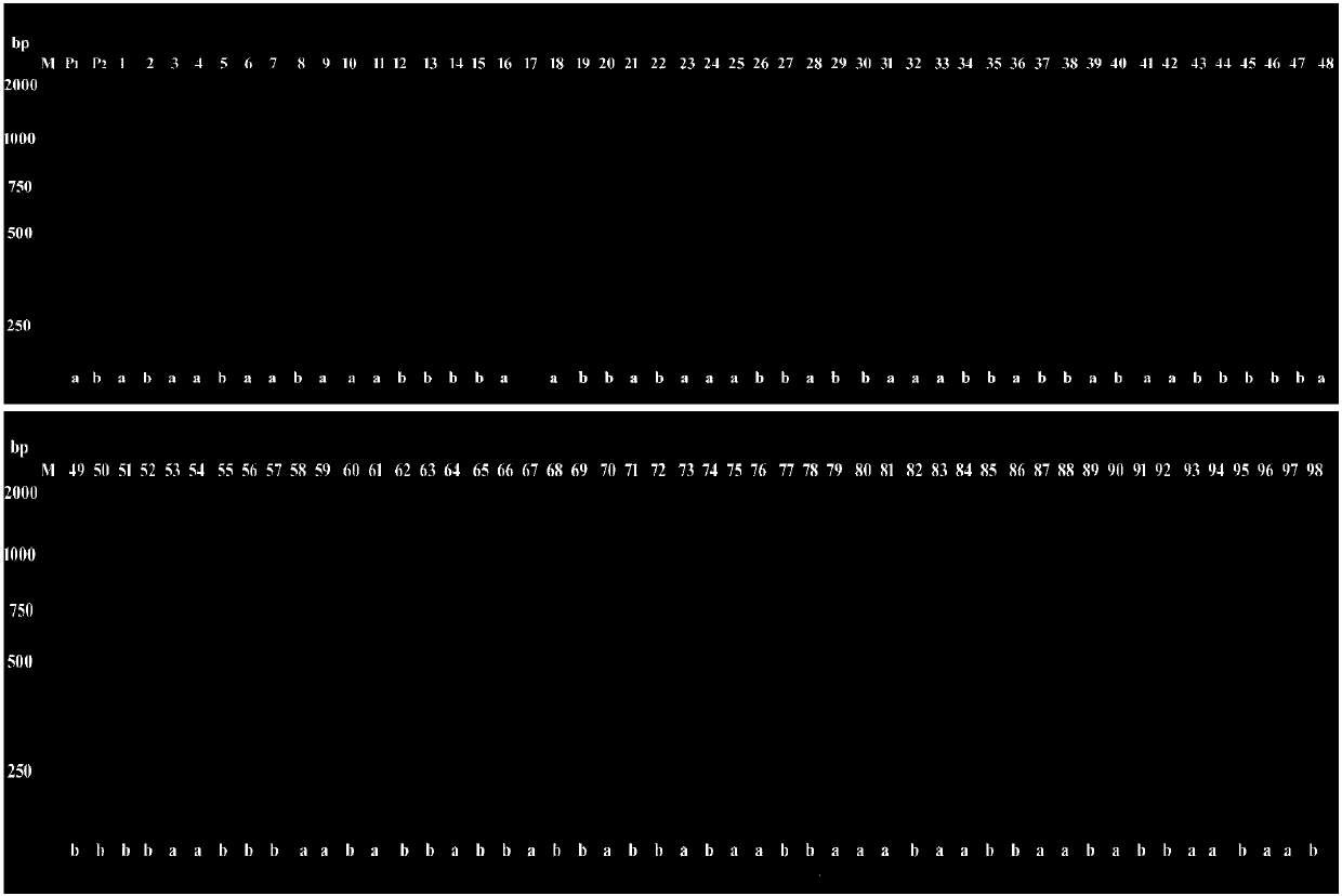 Molecular marker for increasing barley harvest index QTL site under low phosphor condition and application thereof