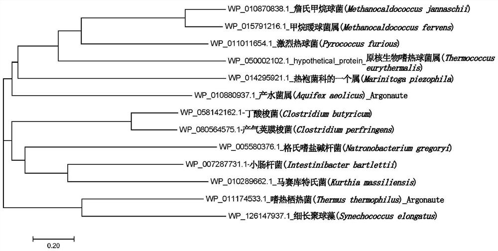 Characterization and application of novel high-temperature Argonaute protein