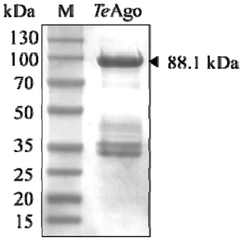 Characterization and application of novel high-temperature Argonaute protein