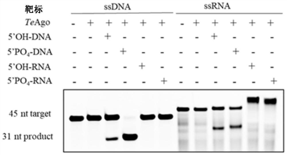 Characterization and application of novel high-temperature Argonaute protein