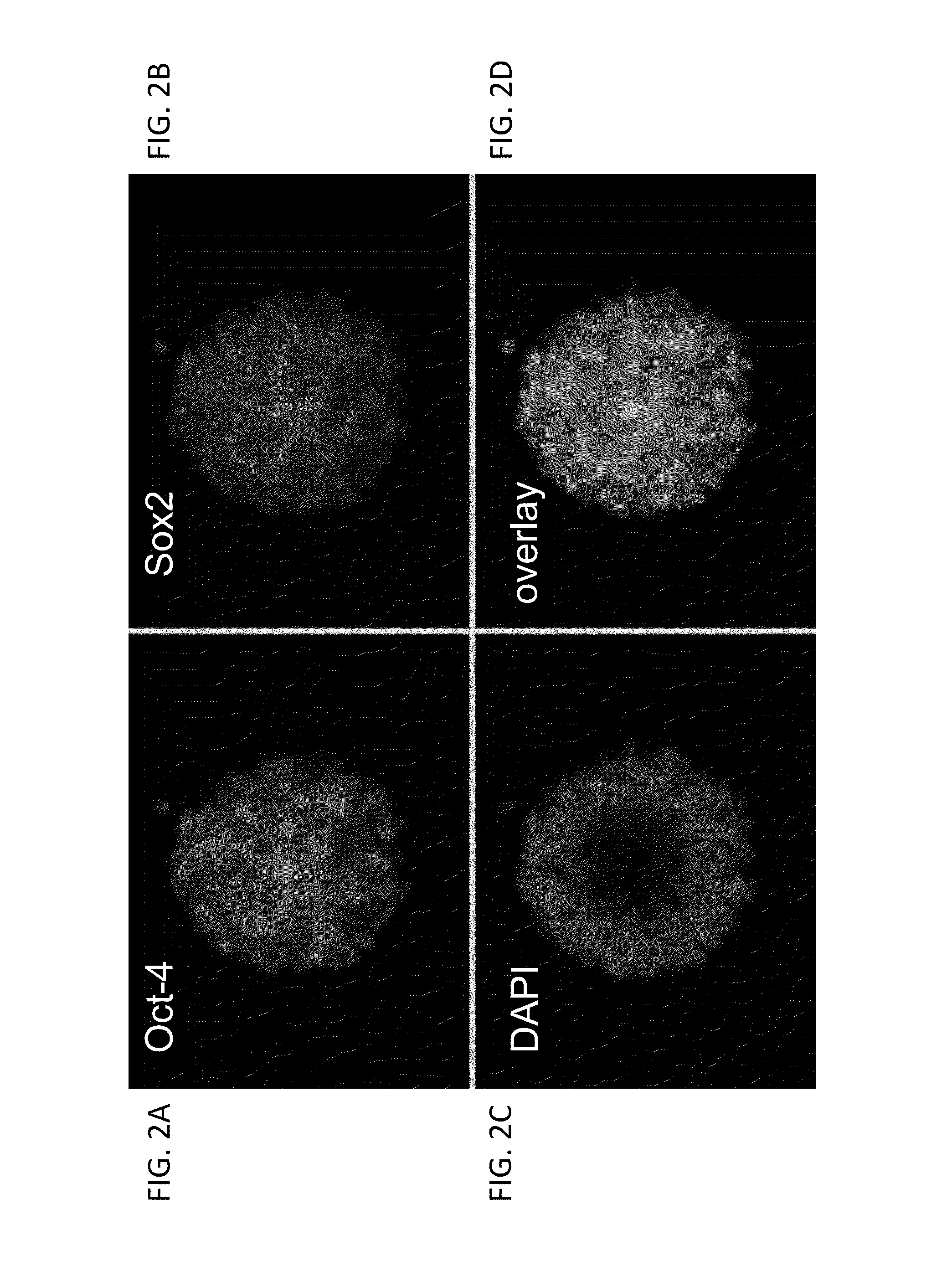 Methods and compositions for the targeted modification of a genome