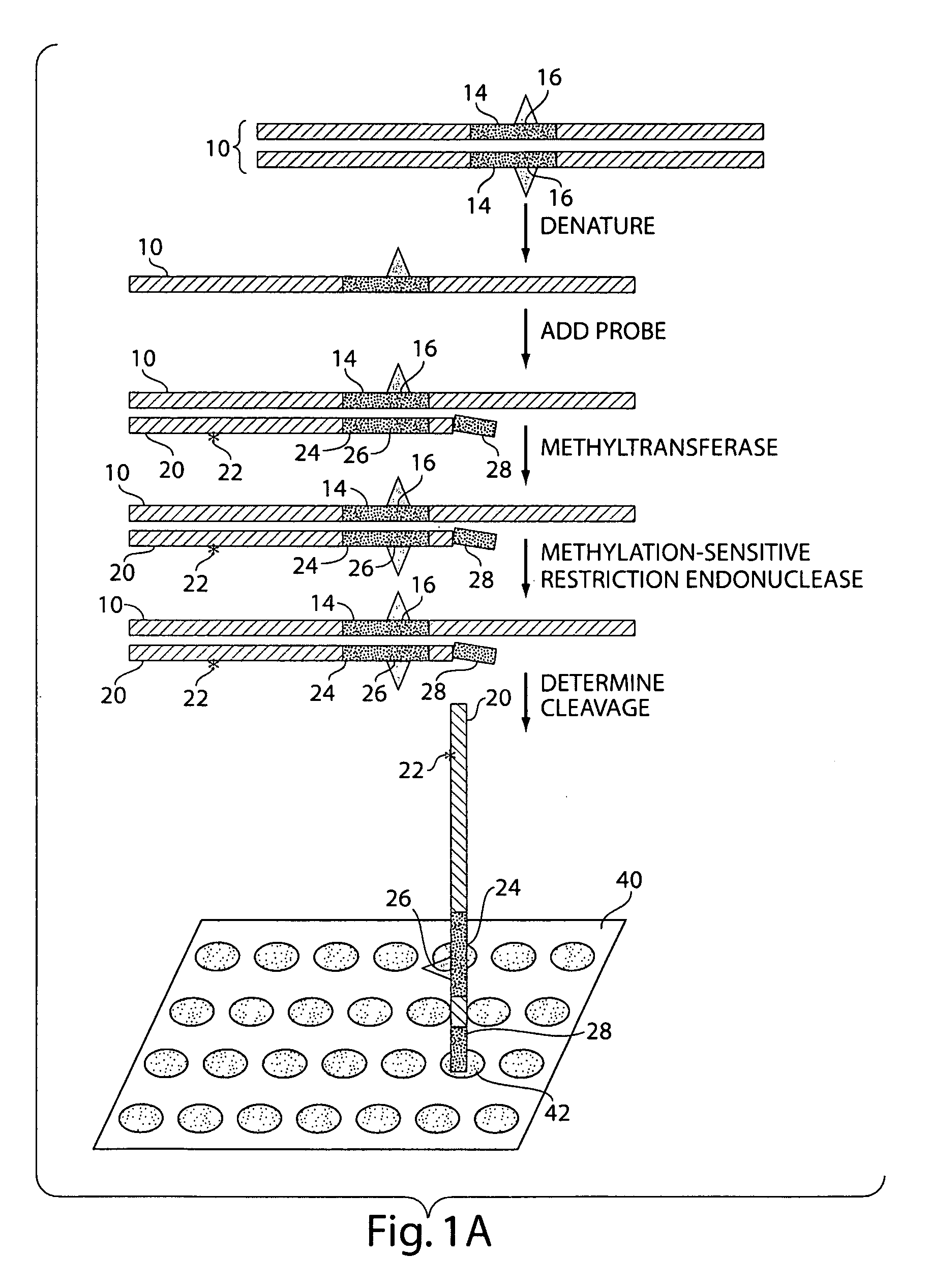 Determination of methylated DNA