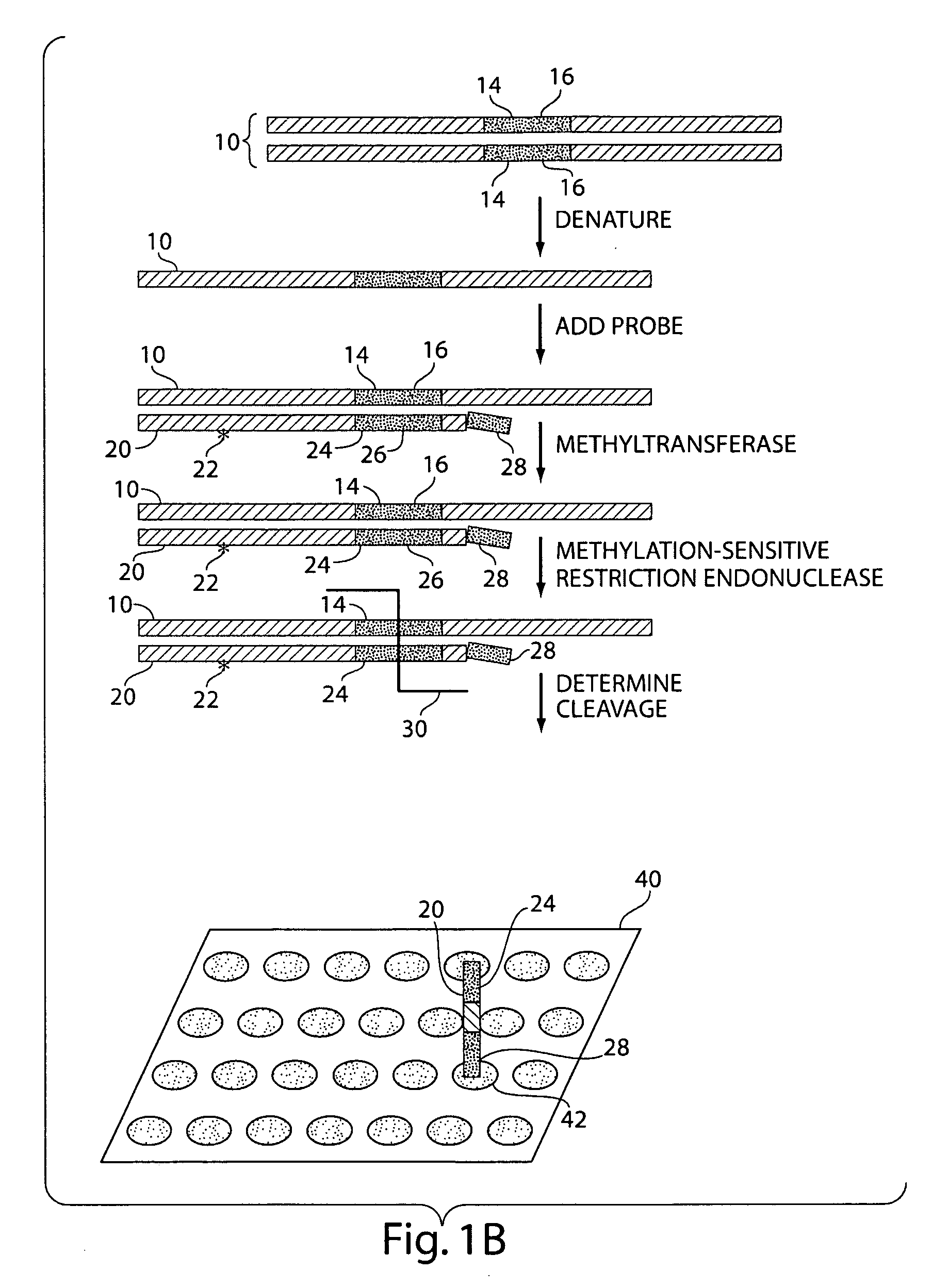 Determination of methylated DNA