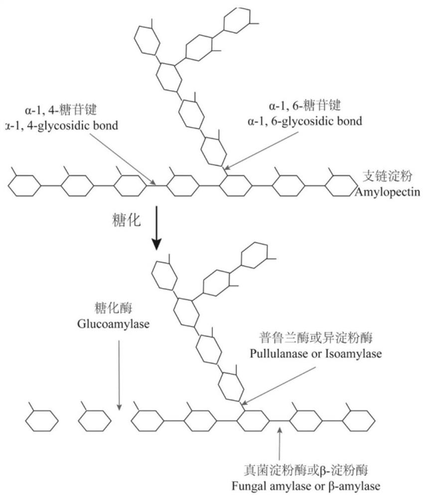 Preparation method and application of fermentable enzymolysis oat flour