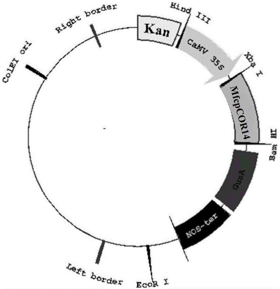 Sickle-alfalfa chloroplast cold-response protein (MfcpCOR14) and coding gene and application thereof