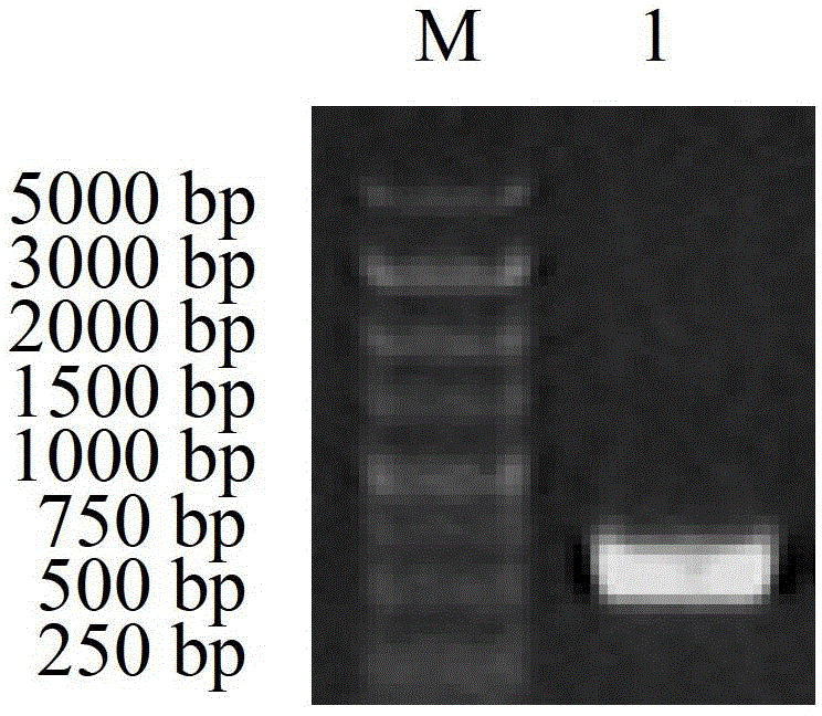 Sickle-alfalfa chloroplast cold-response protein (MfcpCOR14) and coding gene and application thereof