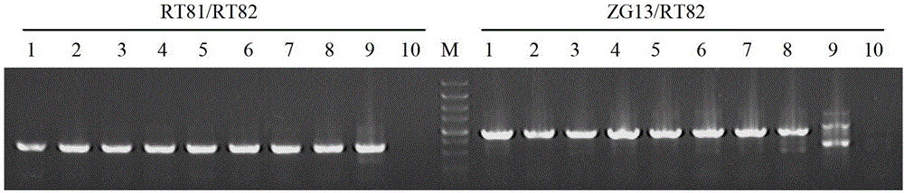 Sickle-alfalfa chloroplast cold-response protein (MfcpCOR14) and coding gene and application thereof