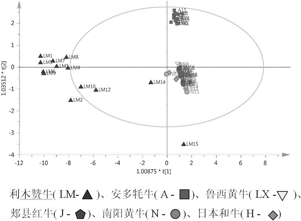 Short-tandem-repeats (STR) primer combination for source-traced identification on beef product and detection kit