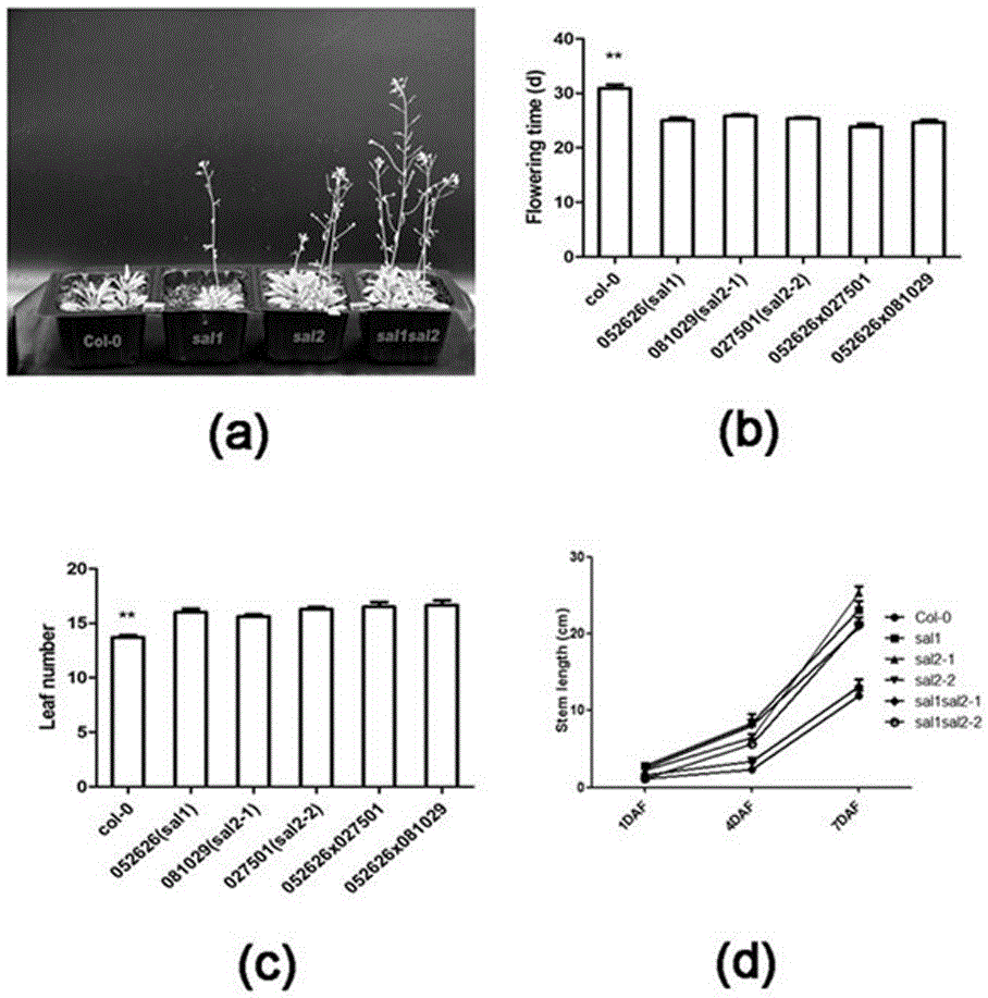 Application of Arabidopsis thaliana SAL gene on regulating flowering time and amount of rosette leaves