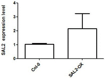 Application of Arabidopsis thaliana SAL gene on regulating flowering time and amount of rosette leaves