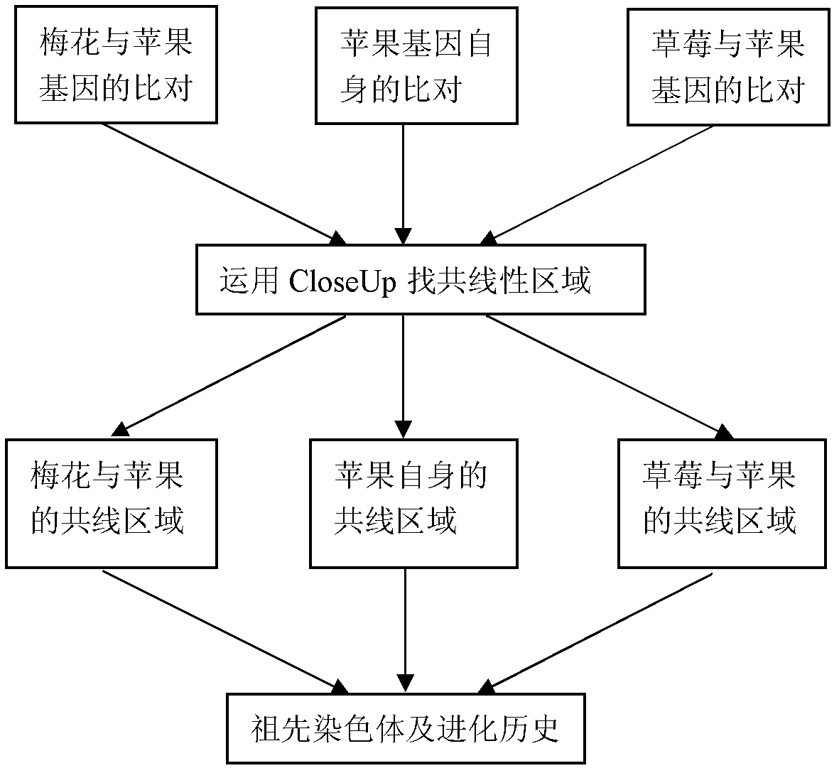 Method for constructing rosaceae original chromosome