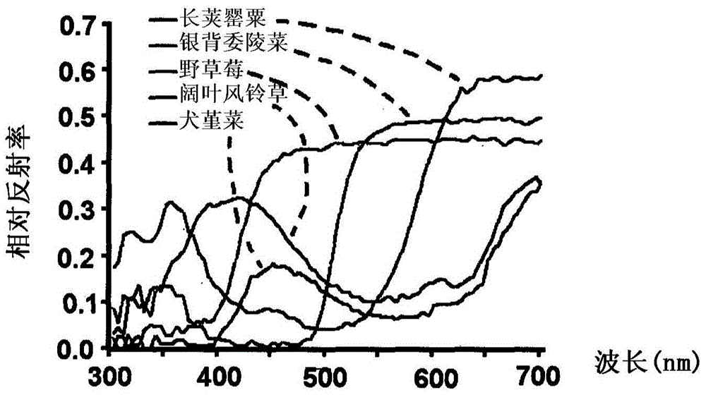 Method and apparatus for improving plant productivity in plant breeding by increasing insect pollination success