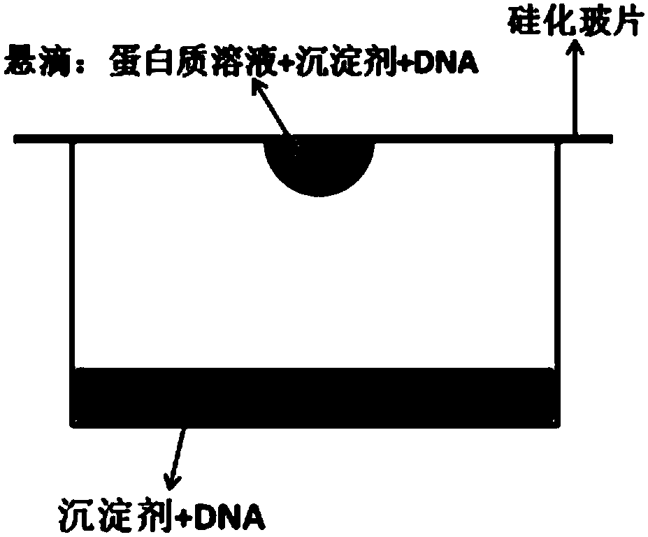 Use of deoxyribonucleic acid in promotion of protein crystallization and method for promoting protein crystallization