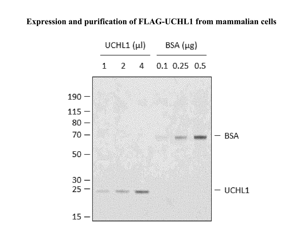 Cyanopyrrolidines as dub inhibitors for the treatment of cancer