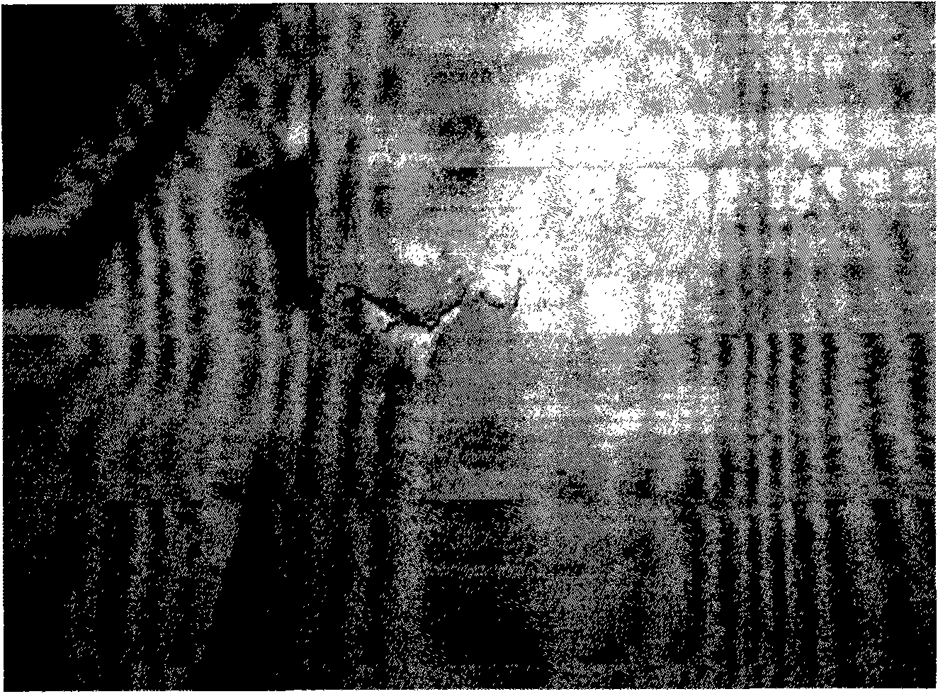 Method for eliminating edge fault of aluminium killed steel with low manganese-sulfur ratio and low carbon