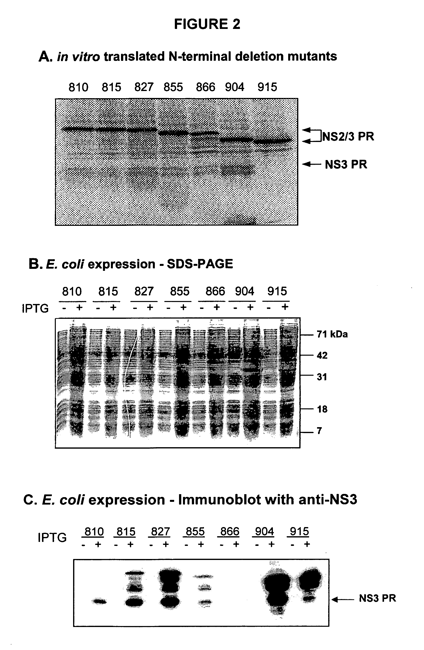 Purified active HCV NS2/3 protease