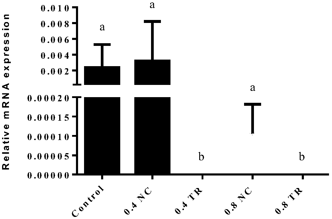 Electroporation transfection method of eyespot larvae of mytilus coruscus