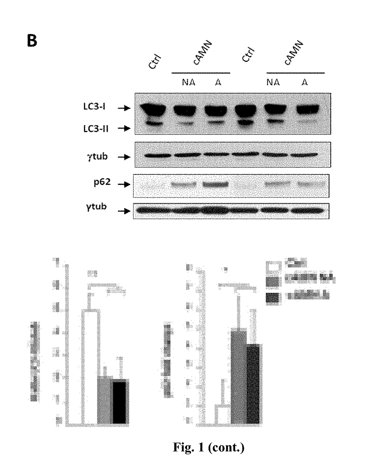 Specific mtor inhibitors in the treatment of x-linked adrenoleukodystrophy