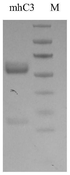 Anti-COVID-19 virus neutralizing antibody mhC3 as well as humanized antibody and application thereof