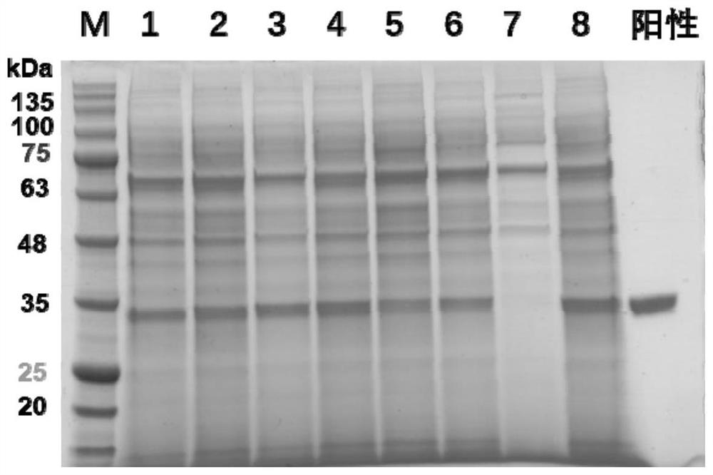 Anti-COVID-19 virus neutralizing antibody mhC3 as well as humanized antibody and application thereof