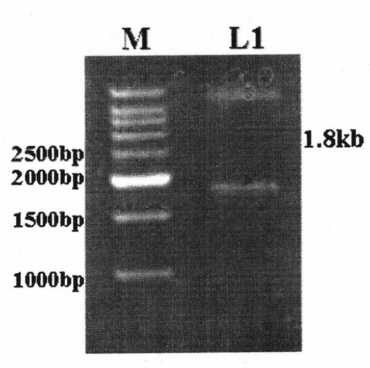 Adenovirus high expression vector for improving expression of hantavirus fusion protein G2S0.7