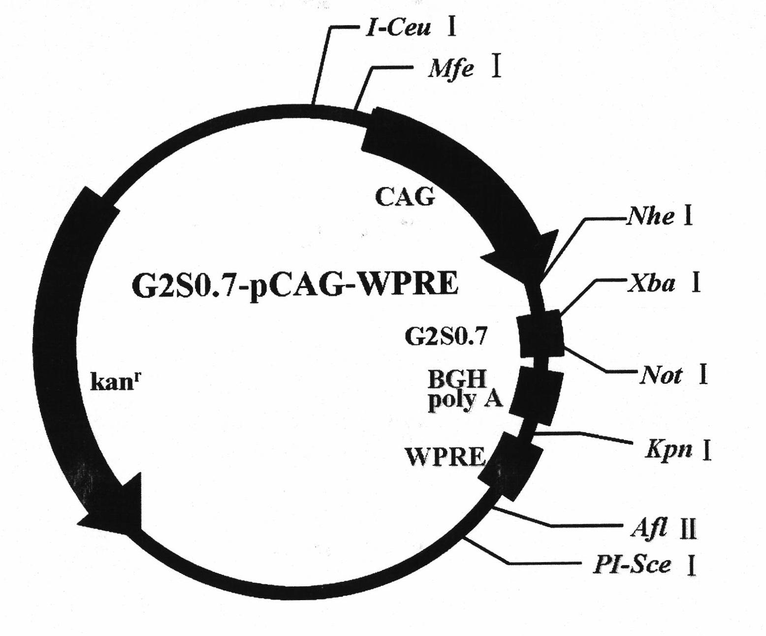 Adenovirus high expression vector for improving expression of hantavirus fusion protein G2S0.7