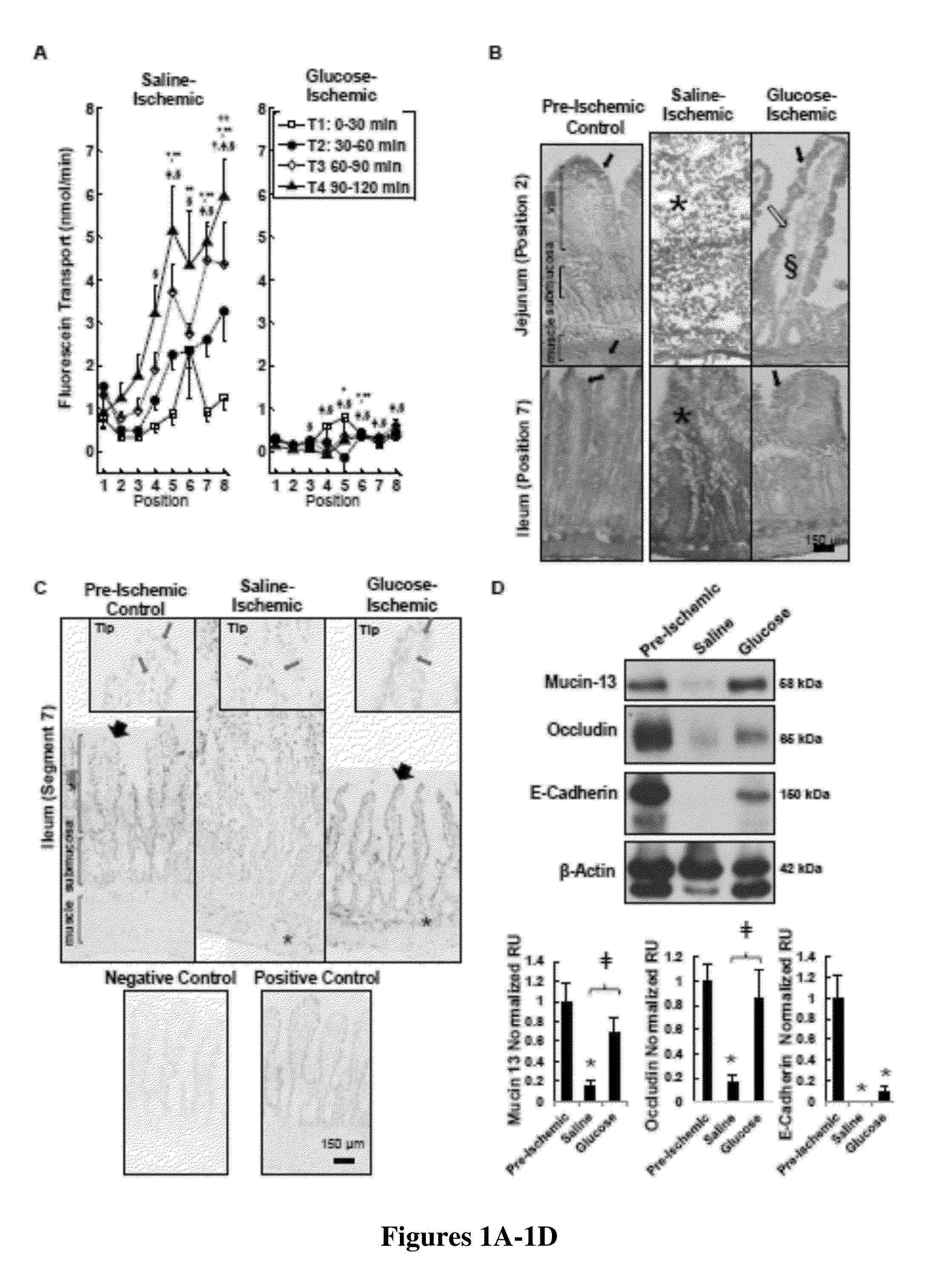 Methods and compositions for preserving the mucosal barrier