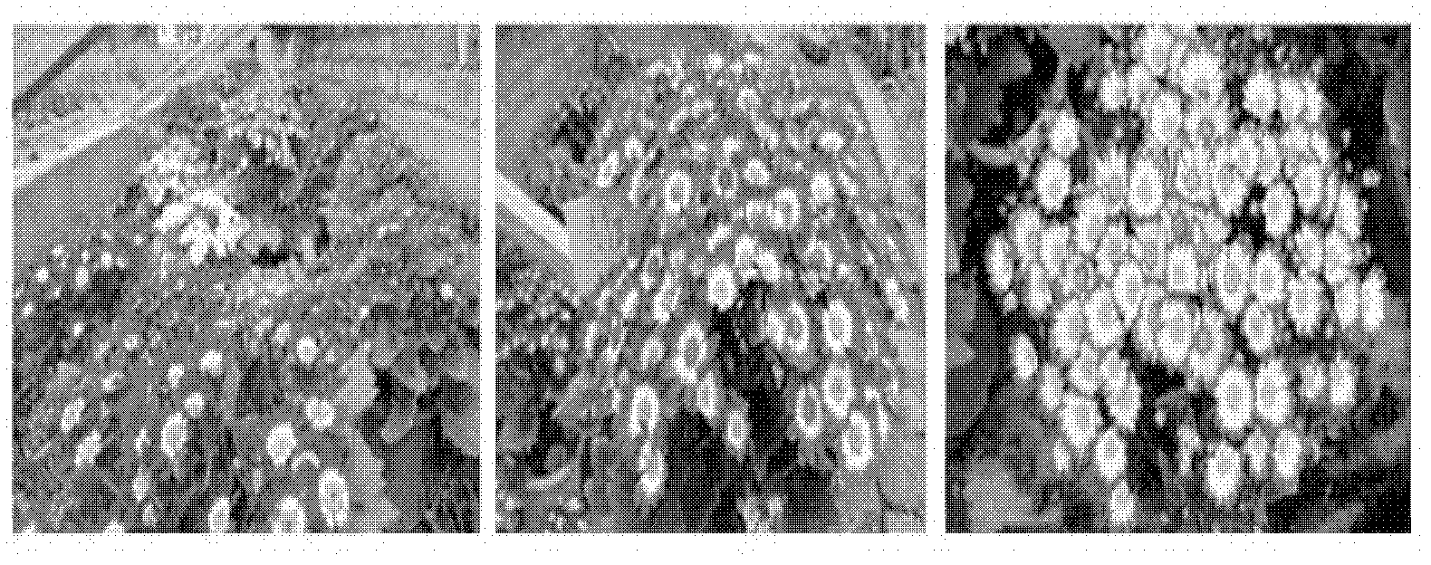 Cultivation method for potted cineraria flowers in southern areas